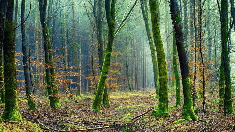 Green World
